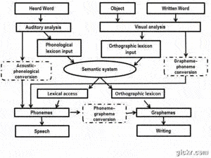Dual-stream model of speech/language processing