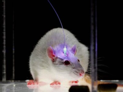 optogenetics