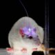 optogenetics