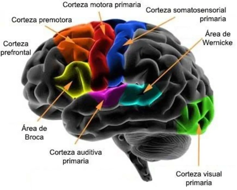 executive functions. Frontal lobe