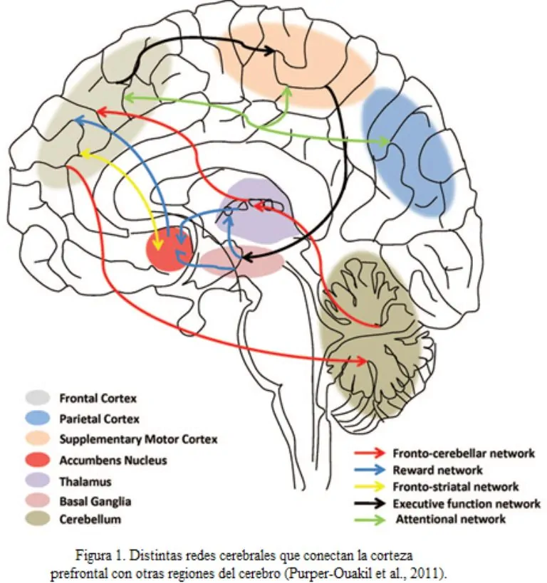 executive functions. Connections of the prefrontal cortex with other brain regions