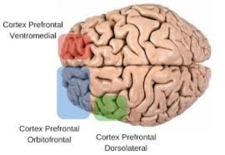 executive functions. Functional areas of the prefrontal area