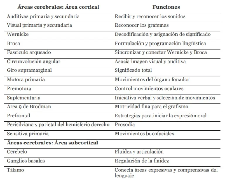 executive functions. Brain areas involved in reading and their functions