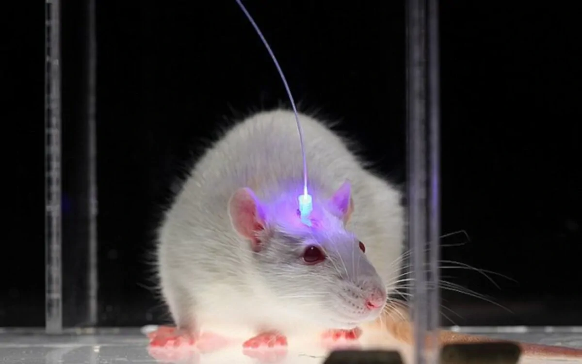 What is optogenetics?