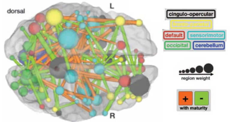 Brief Anatomical Bases of Attention