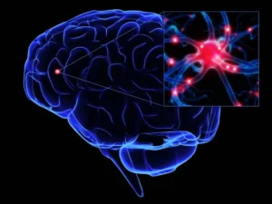 Executive function model based on factorial analyses