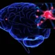 Executive function model based on factorial analyses