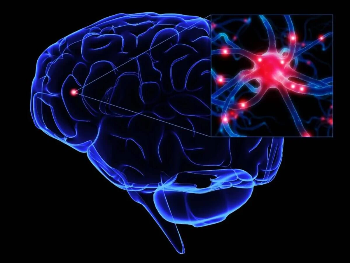 Executive function model based on factorial analyses