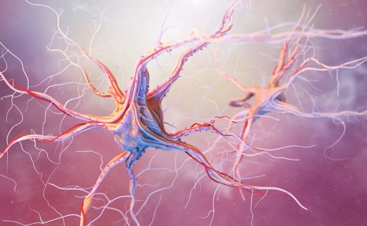 epilepsy, nervous system