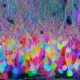 Brainbow: How to color a brain. Colored neurons.