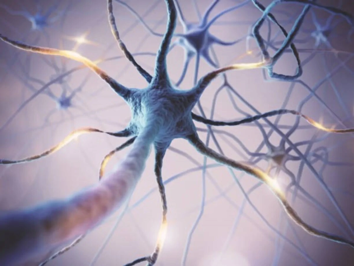 Surviving neurons. The importance of early neurorehabilitation in cases of stroke