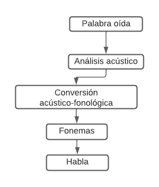 Neuropsychology of aphasias - repetition processes 