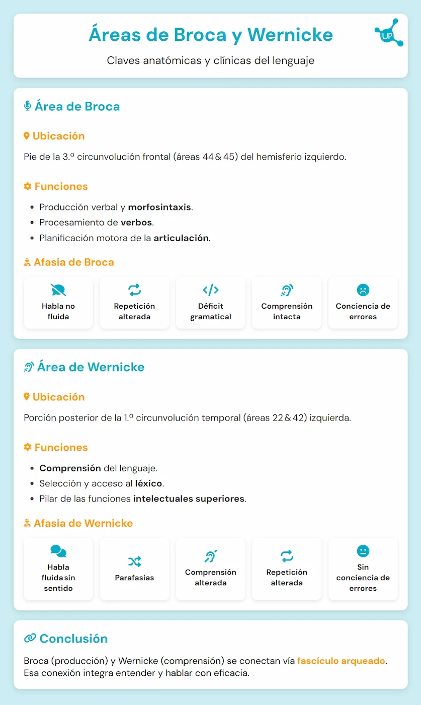 Infographic about Broca's and Wernicke's areas - Anatomical and clinical keys to language.