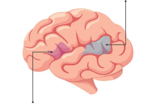 Broca's and Wernicke's areas in the brain.