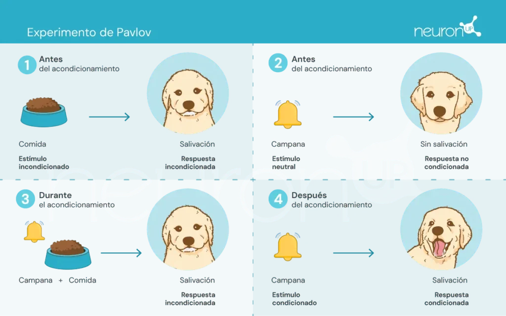 NeuronUP Labs Pavlov experiments