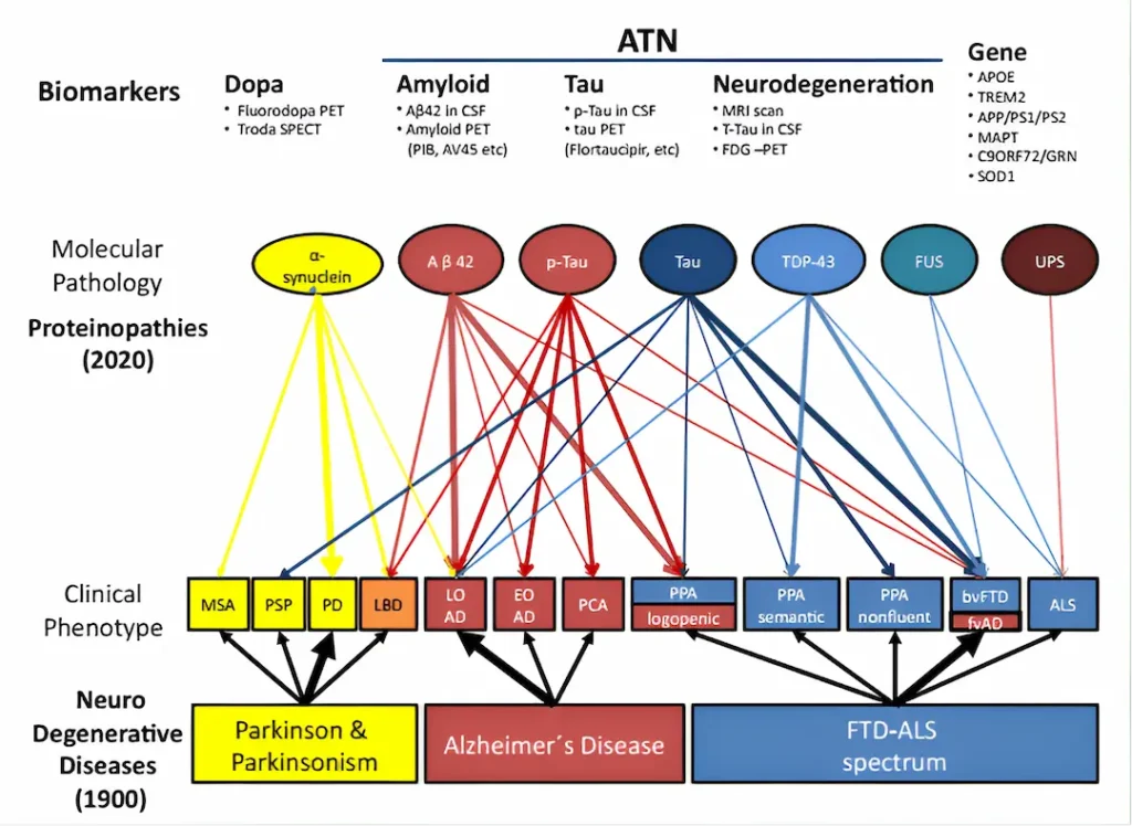 Proteinopathies in neurodegenerative dementias