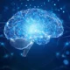 Brain functional organization: does it still make sense to talk about “brain areas” in modern neuroscience?