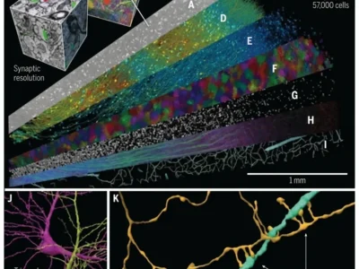 Three-dimensional reconstruction of an approximately 1 mm³ fragment of human cerebral cortex obtained using electron microscopy. NeuronUP.