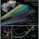 Three-dimensional reconstruction of an approximately 1 mm³ fragment of human cerebral cortex obtained using electron microscopy. NeuronUP.