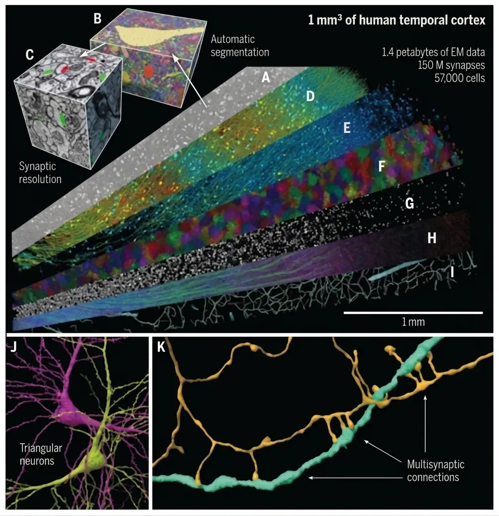 Three-dimensional reconstruction of an approximately 1 mm³ fragment of human cerebral cortex obtained using electron microscopy. NeuronUP.