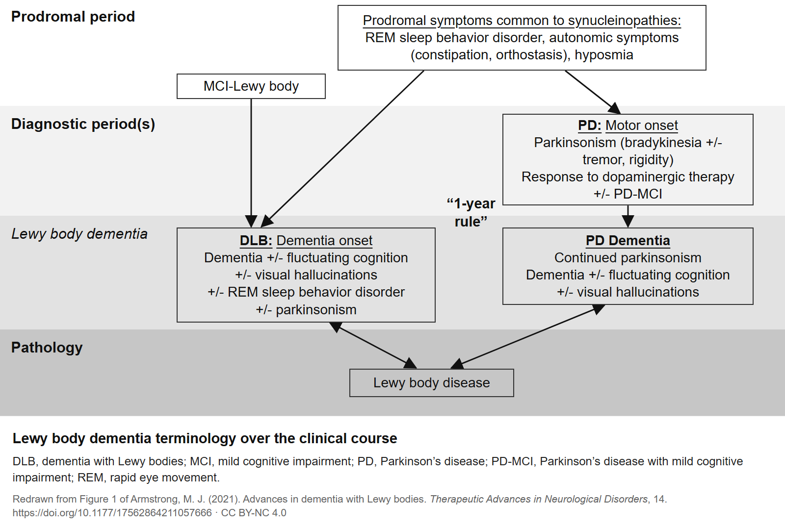 Diagram of the clinical course: after common prodromal symptoms, dementia that appears before parkinsonism or within its first year is diagnosed as dementia with Lewy bodies; dementia that appears later is Parkinson-associated dementia. Both share Lewy body pathology.