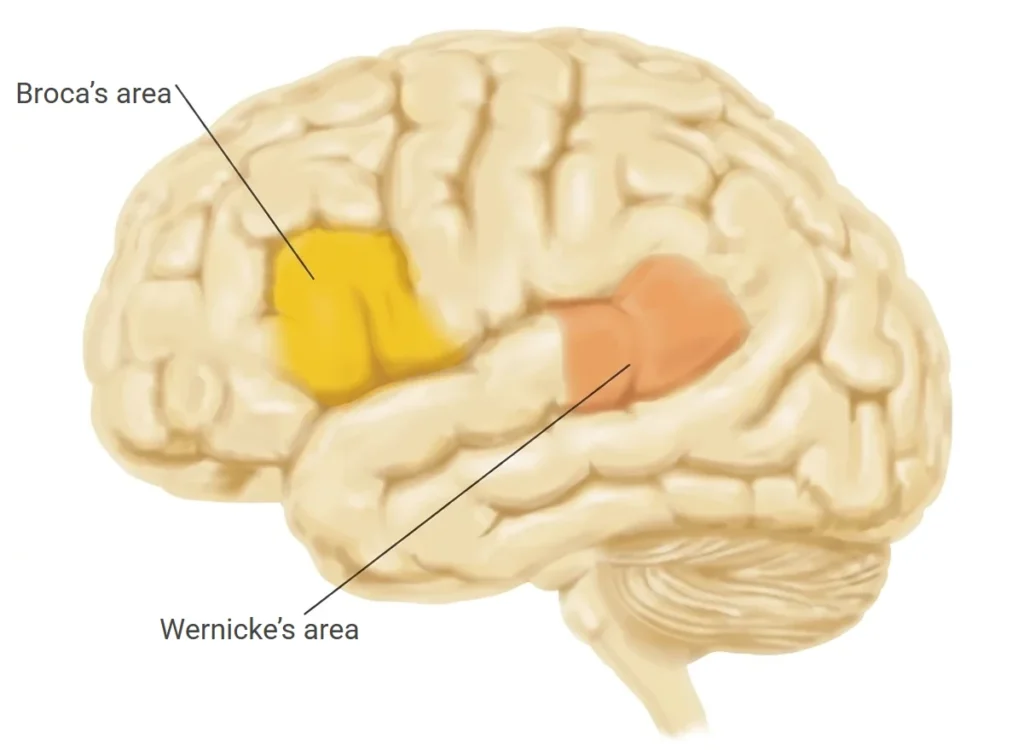 Schematic drawing of the brain with the language areas highlighted: Broca’s area in yellow and Wernicke’s area in orange, based on Carlson 2006.