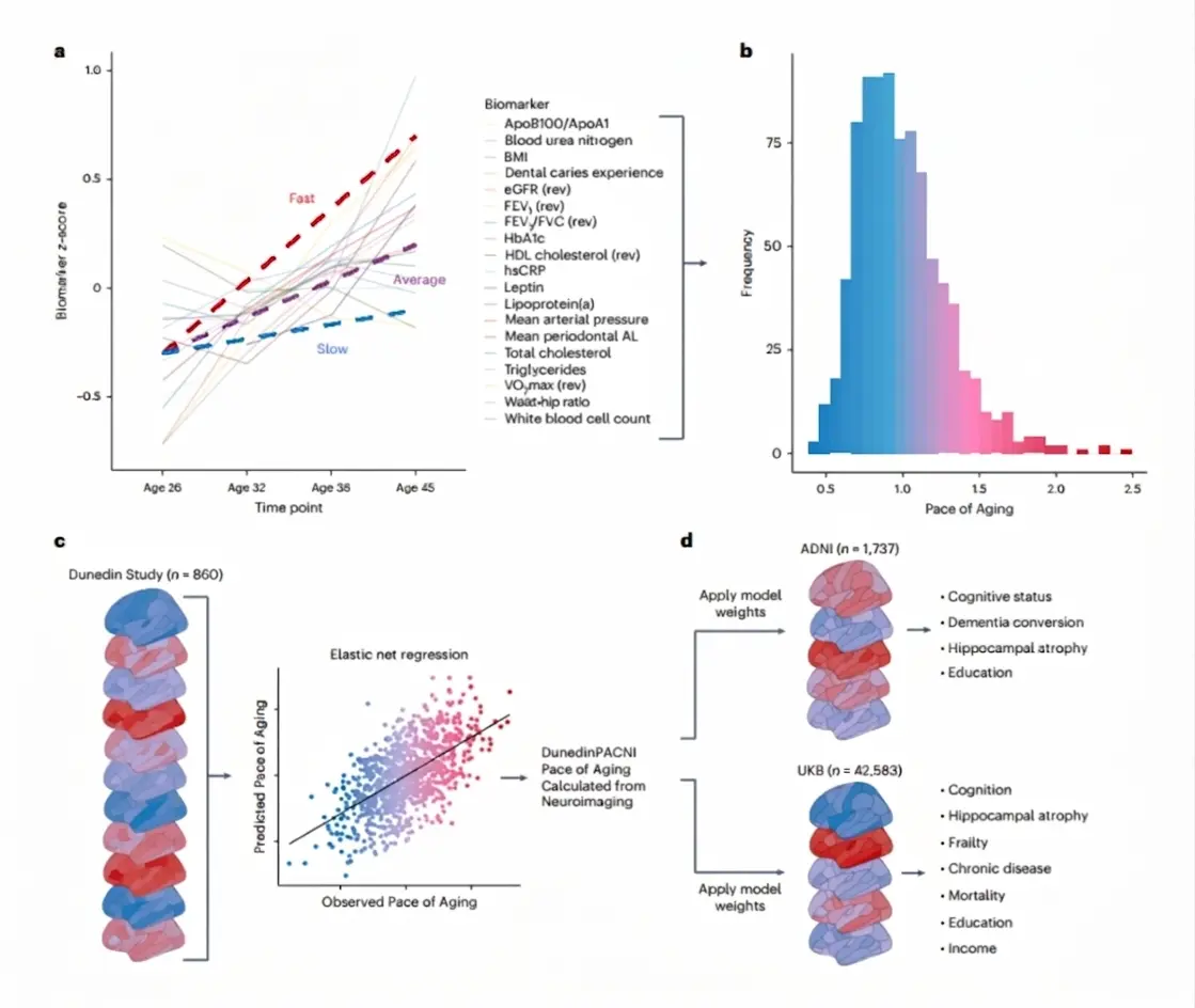 Development and validation of DunedinPACNI. NeuronUP research article.